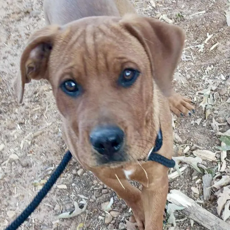 An adult large-sized male Red / Chestnut / Orange Black Mouth Cur dog named Bryson for adoption in Wadena, MN