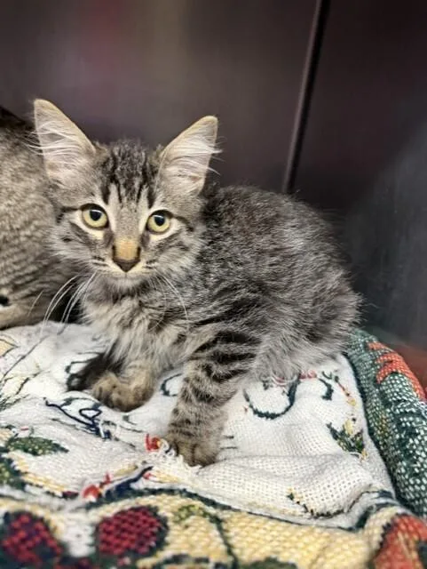 A baby small-sized female Domestic Short Hair cat named Sparkler for adoption in Stockton, CA