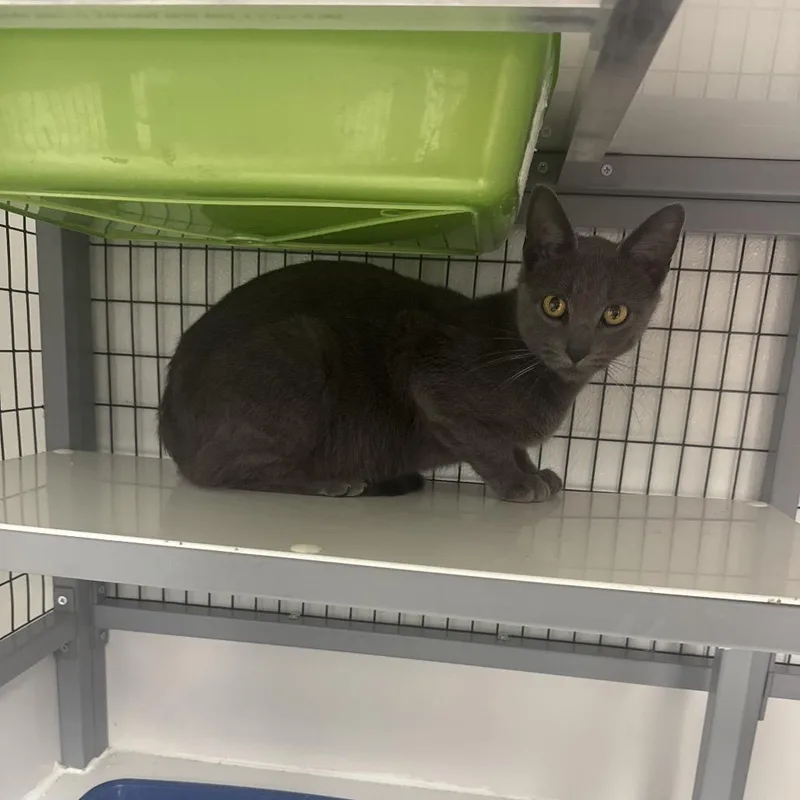 A young small-sized female Gray / Blue / Silver Domestic Short Hair cat named Grayce for adoption in Shelbyville, IL