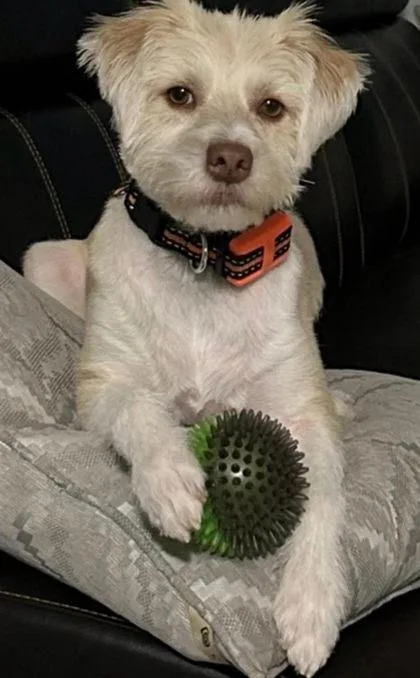 An adult medium-sized male Poodle dog named Lucas for adoption in Bridgewater, NJ