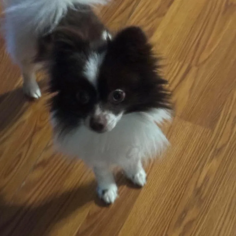 An adult small-sized male Chihuahua dog named Ritchie for adoption in Martinsburg, WV