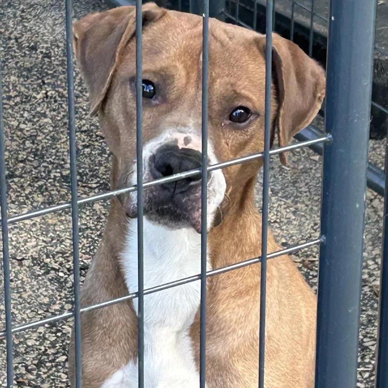 An adult medium-sized male Yellow / Tan / Blond / Fawn Pit Bull Terrier dog named Bruno for adoption in Dillon, SC
