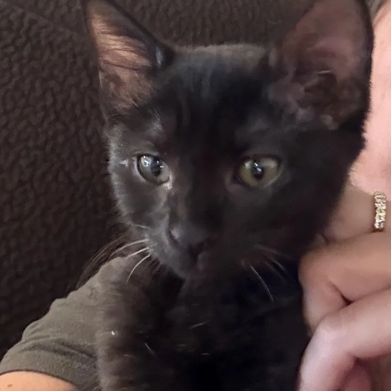 A baby medium-sized female Black Domestic Short Hair cat named Sumatra for adoption in San Diego, CA