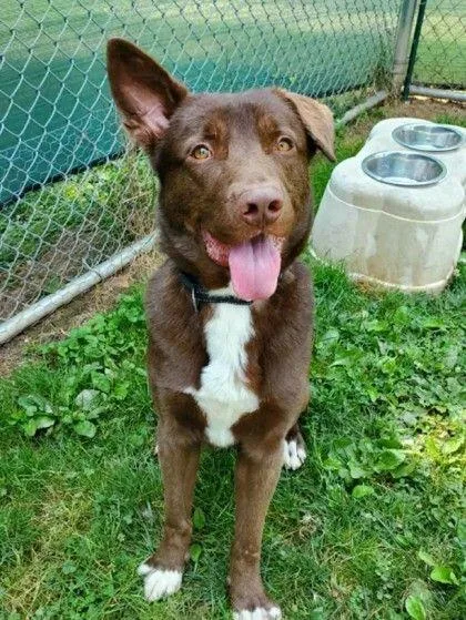 An adult large-sized male Brown / Chocolate Australian Kelpie dog named Koda James for adoption in Williamsport, PA