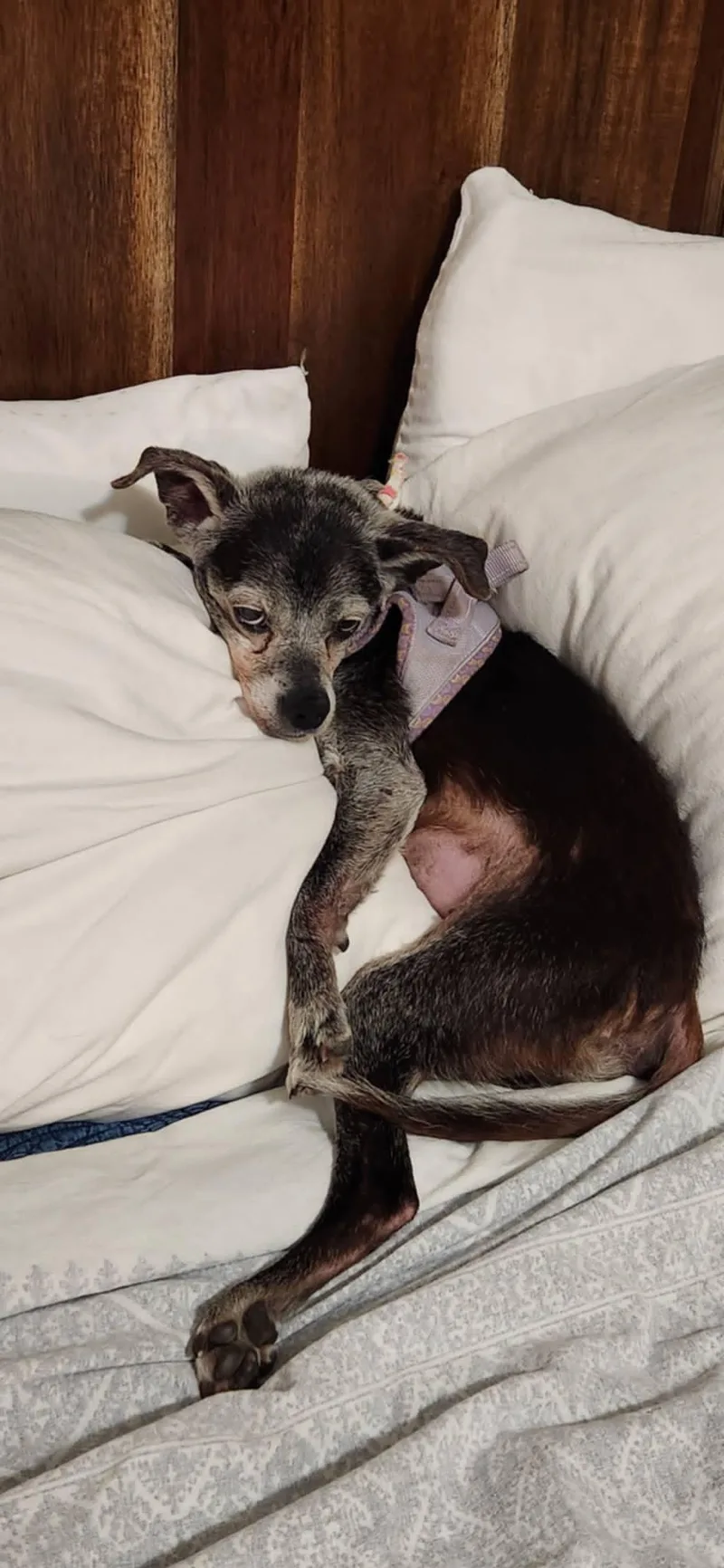 A senior small-sized female Black Rat Terrier dog named Bella for adoption in Overland Park, KS