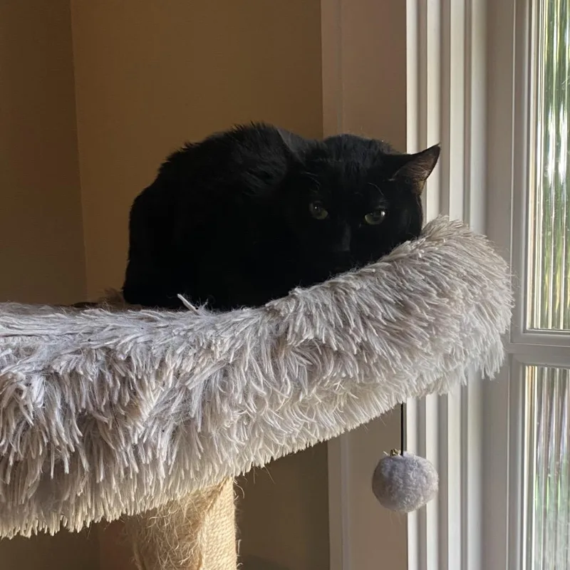 A senior large-sized female Black Domestic Short Hair cat named Adelle for adoption in Los Angeles, CA