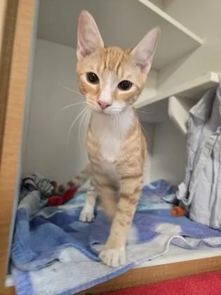 A young medium-sized male Domestic Short Hair cat named Mellow Yellow for adoption in Savannah, GA