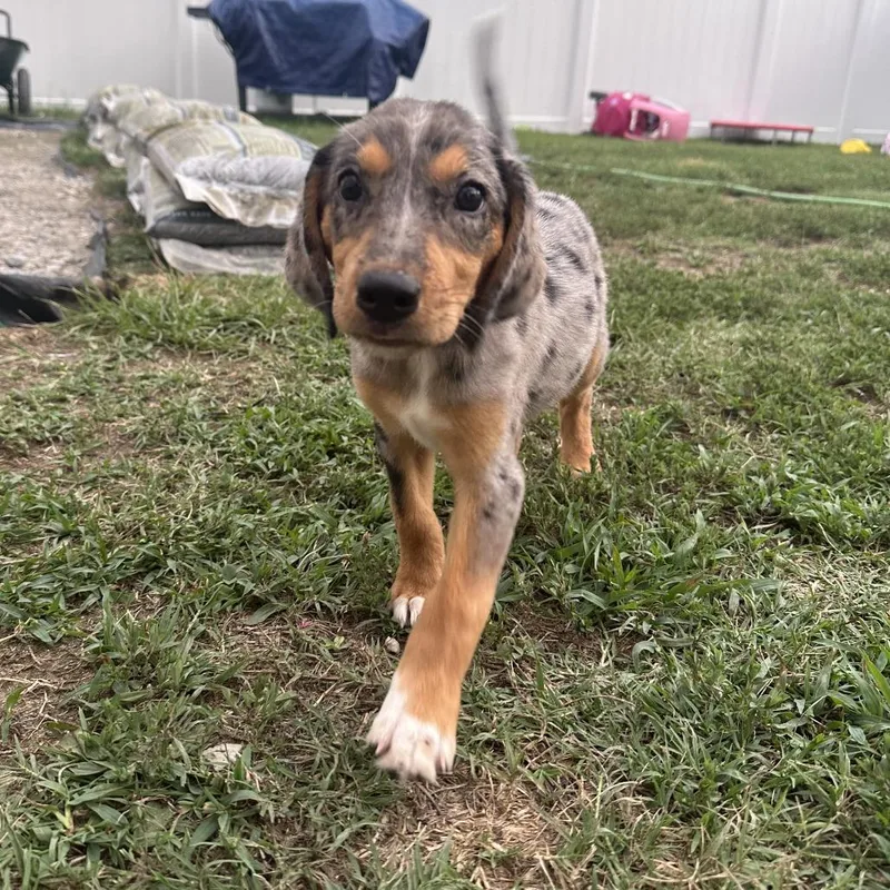 A baby small-sized female Dachshund dog named Calypso for adoption in Raleigh, NC