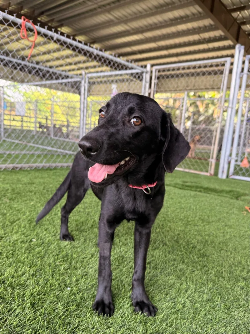 A baby medium-sized female Black Labrador Retriever dog named Alicent for adoption in Brooklyn, NY