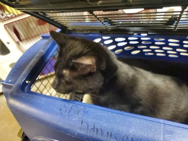 An adult medium-sized female Domestic Short Hair cat named Chili for adoption in Oceanside, CA