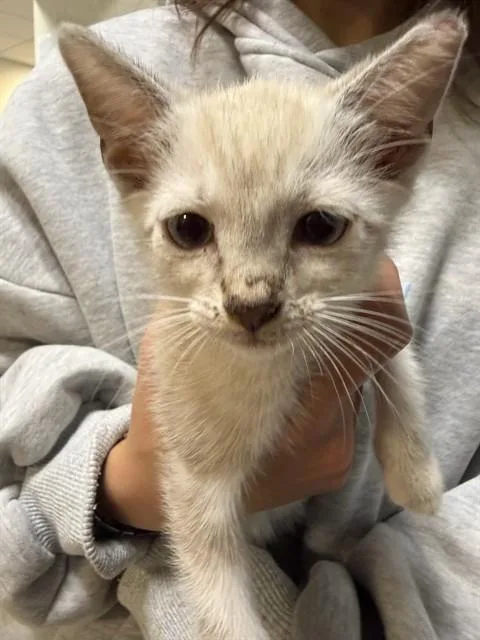 A baby small-sized male Siamese cat named Finn for adoption in Miami, FL