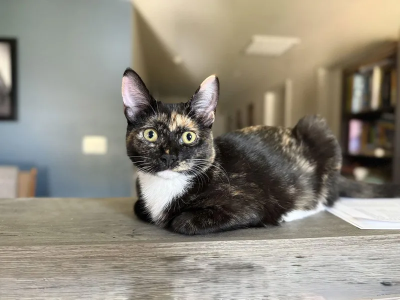 Doughremi thumbnail 2