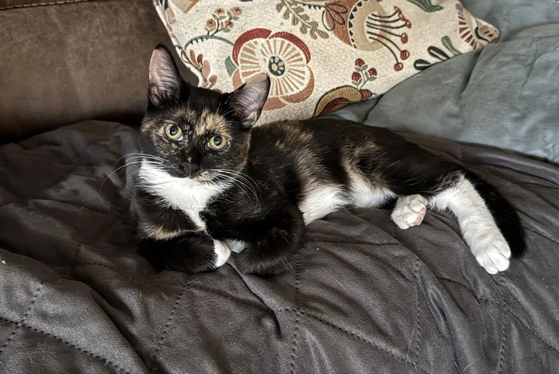 Doughremi thumbnail 3