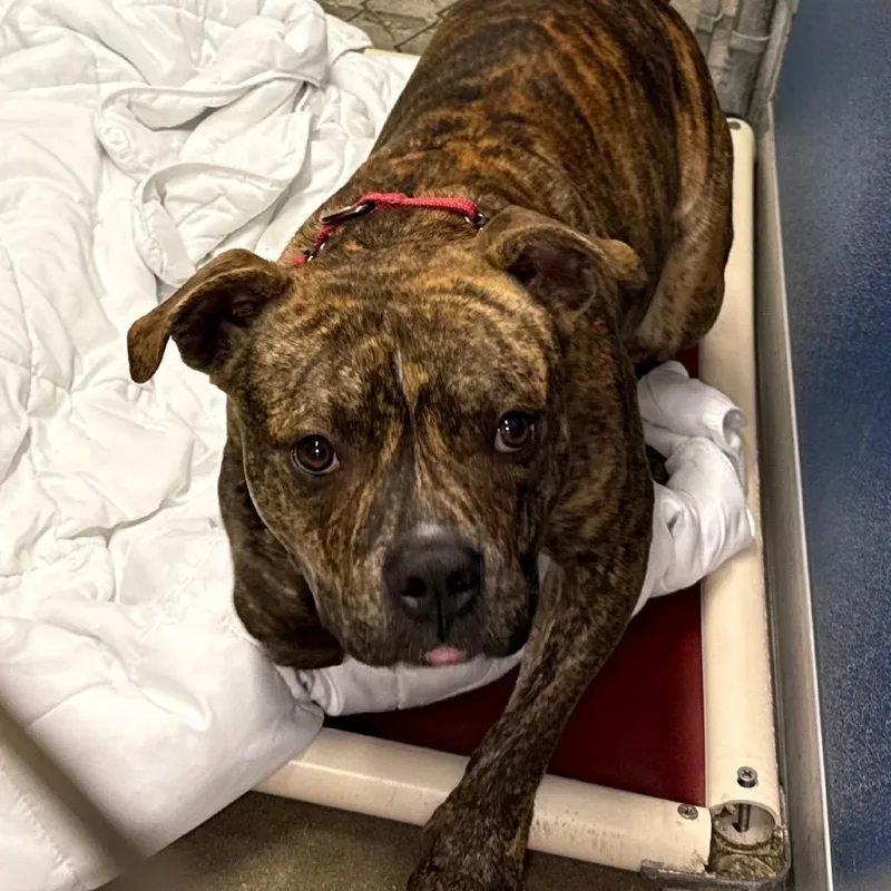 A young medium-sized male Brindle Mixed Breed dog named Einstein for adoption in Bennettsville, SC