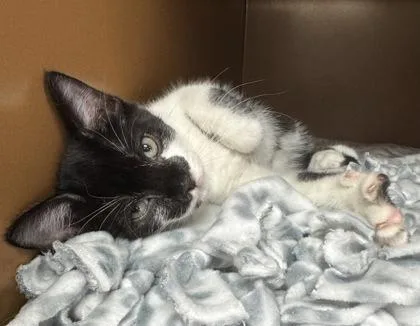 A baby small-sized male Domestic Short Hair cat named Scorpio $ @ Petsmart for adoption in Seneca, SC