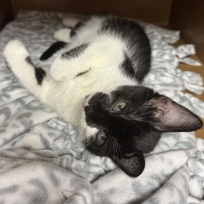 Scorpio $ @ Petsmart thumbnail 3