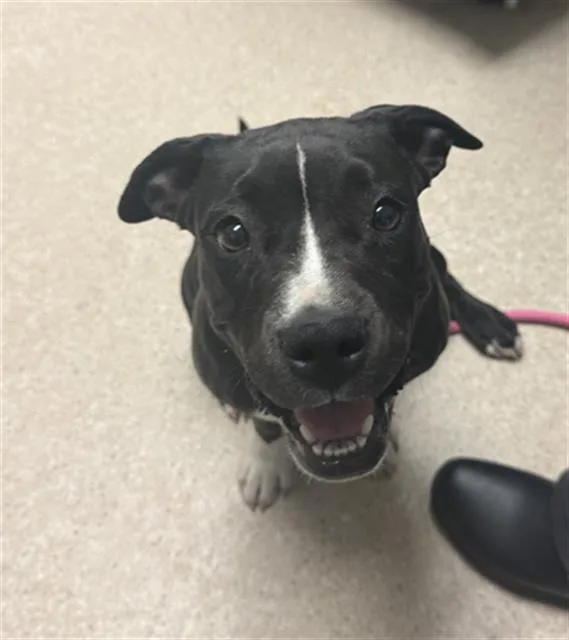 A baby small-sized female Boxer dog named Roxy for adoption in Bakersfield, CA
