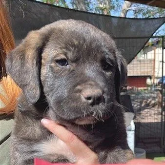 A baby medium-sized female Black Mixed Breed dog named Road Runner for adoption in Moab, UT