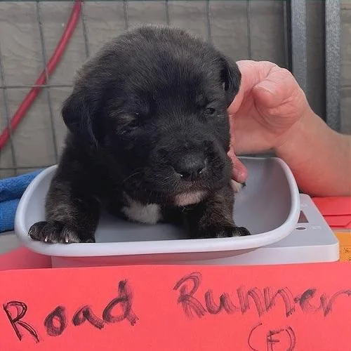 Road Runner thumbnail 2