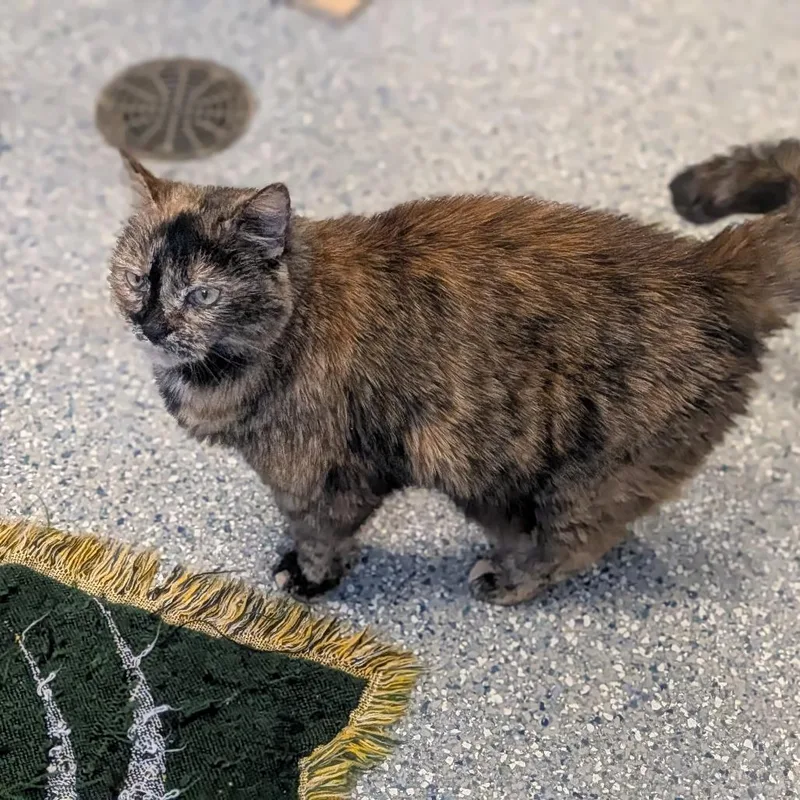 A senior small-sized female Tortoiseshell Domestic Short Hair cat named Luna for adoption in Prairie du Chien, WI
