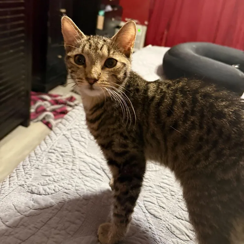 A baby small-sized male Brown / Chocolate Domestic Short Hair cat named Tiger Balm for adoption in Howard beach, NY