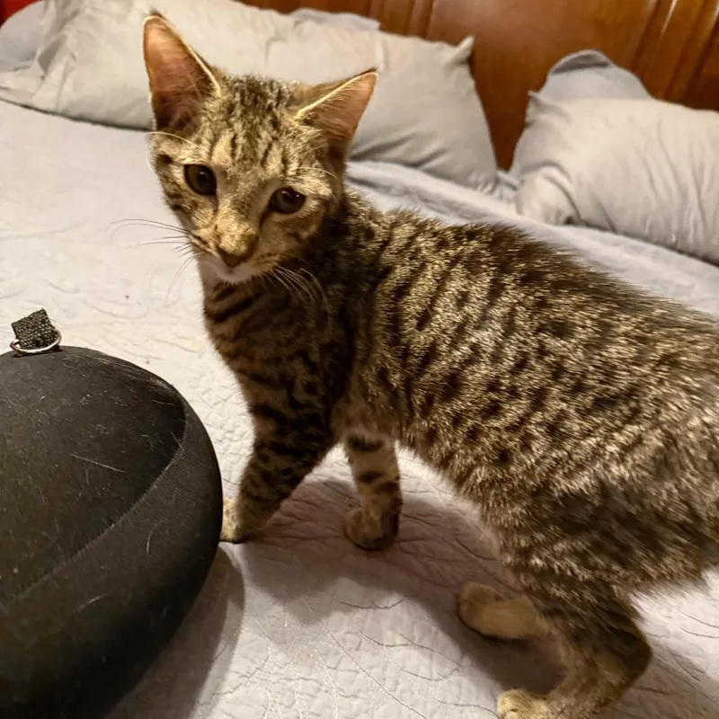 Tiger Balm thumbnail 2