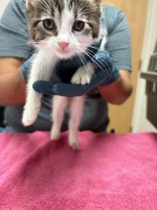 A baby small-sized female Domestic Short Hair cat named Maple for adoption in Sacramento, CA