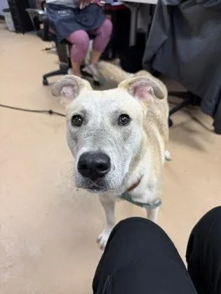 An adult large-sized male Mixed Breed dog named Green Bean for adoption in Chamblee, GA