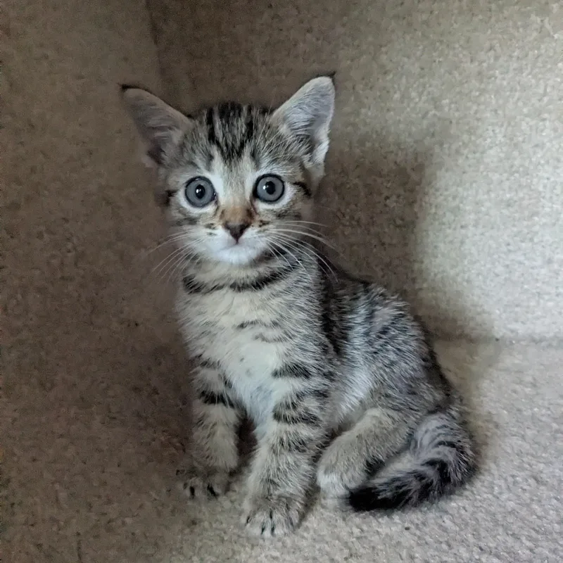 Eloise