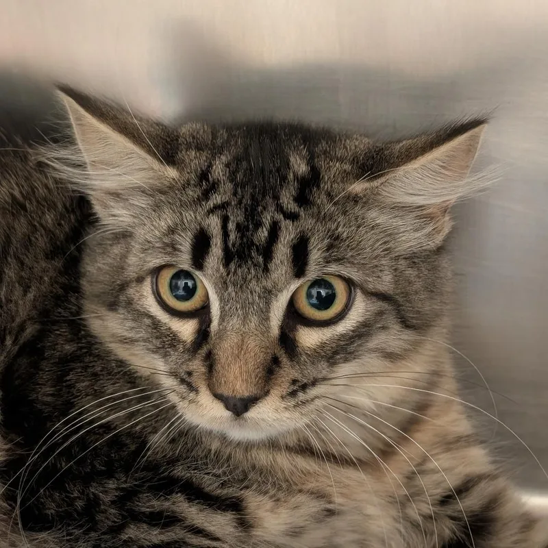 A baby small-sized female Domestic Medium Hair cat named Tracy for adoption in Sonoma, CA