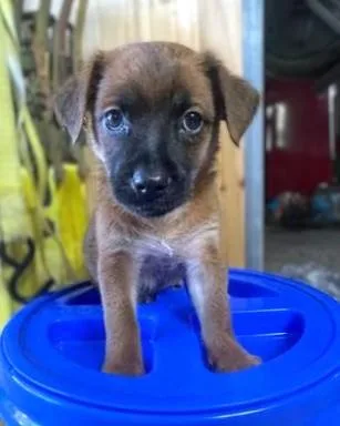 A baby small-sized male Labrador Retriever dog named Doki for adoption in Washington, DC