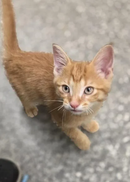 A baby small-sized male Domestic Short Hair cat named Taz for adoption in Westland, MI
