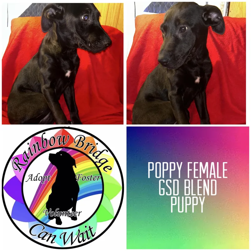 A baby large-sized female German Shepherd Dog dog named Poppy for adoption in Carnegie, OK