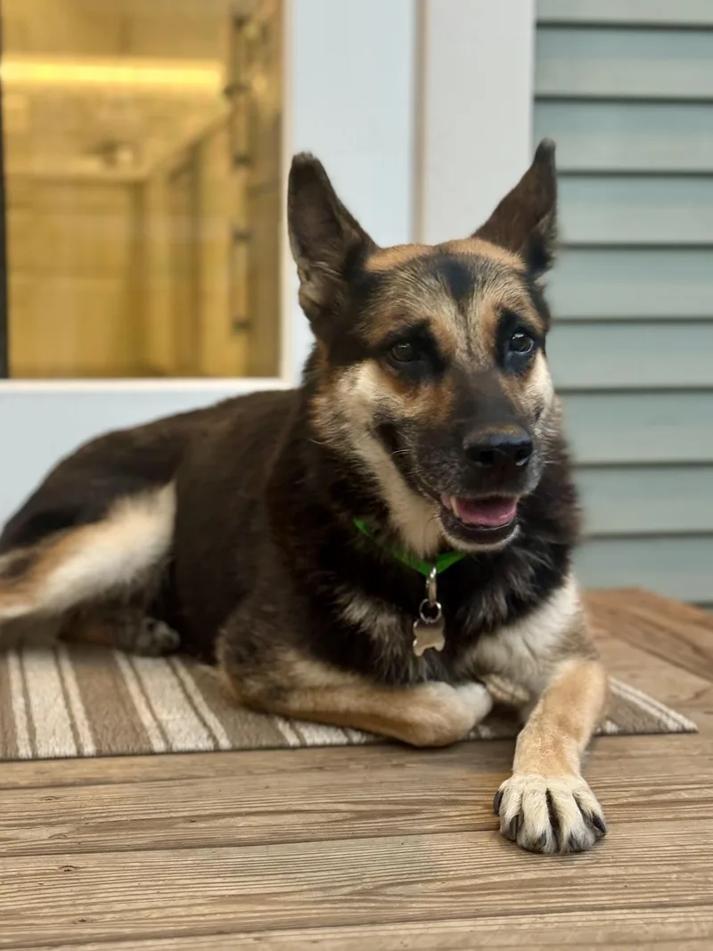A senior medium-sized female Bicolor German Shepherd Dog dog named Lily for adoption in Los Angeles, CA