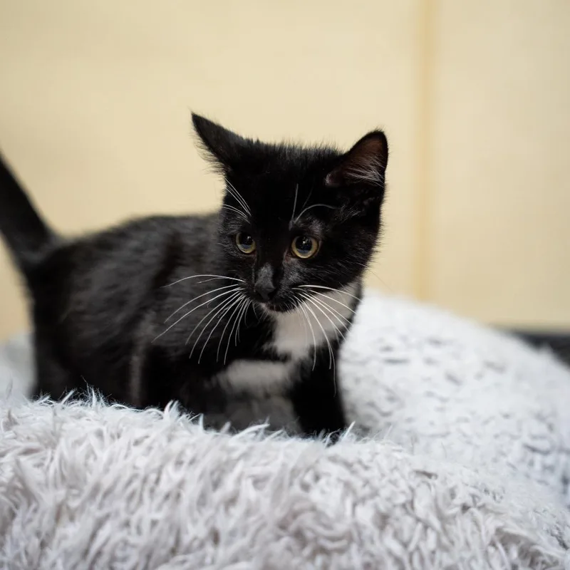 A baby small-sized male Black Domestic Short Hair cat named Alexander for adoption in Gainesville, GA