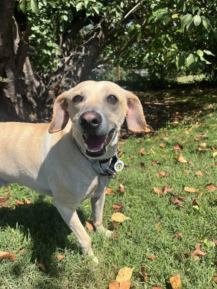 An adult medium-sized male Terrier dog named Monty for adoption in Candler, NC