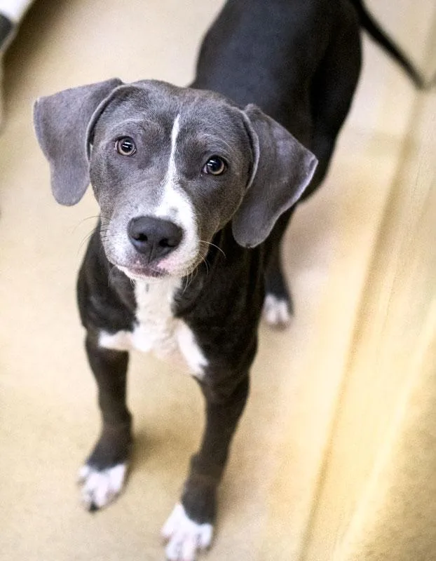 A young medium-sized male Pointer dog named Howlstein for adoption in Monroe, GA