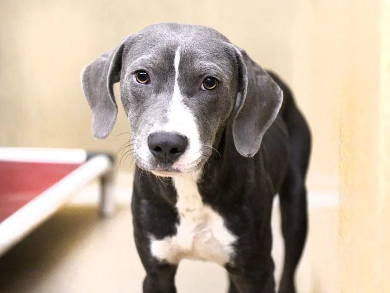 Howlstein thumbnail 2