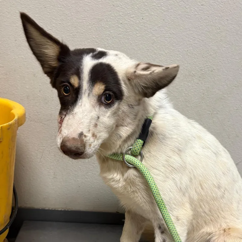 A baby small-sized female Black Husky dog named Alma for adoption in Yuma, AZ