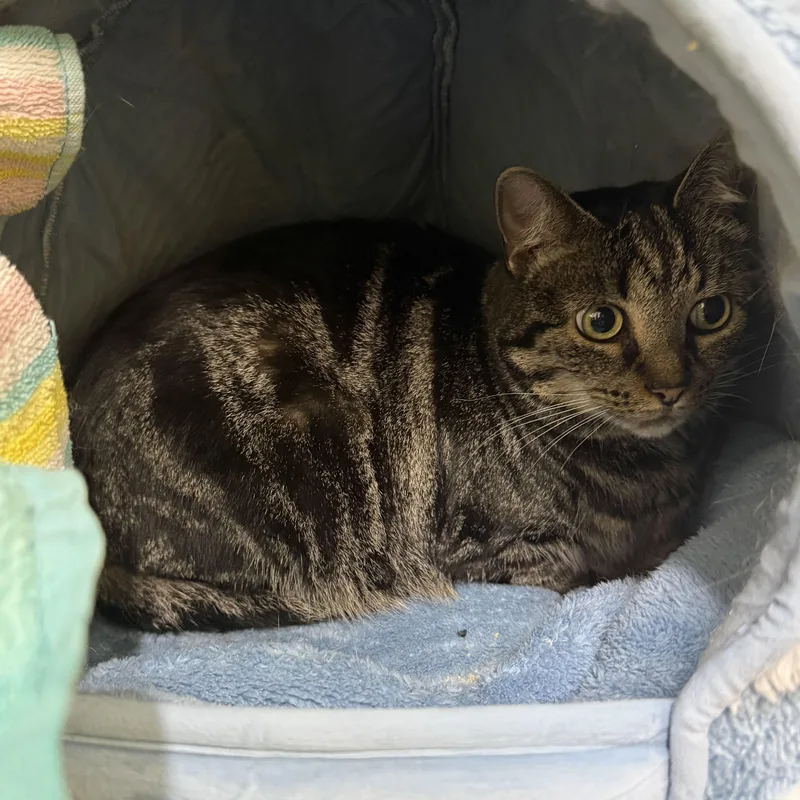 An adult medium-sized male Black Domestic Short Hair cat named Chloe & Porter for adoption in Waltham, MA