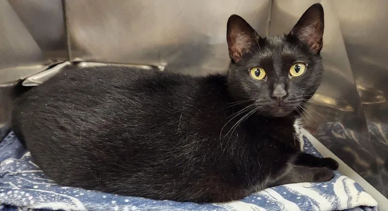 A young medium-sized female Black Domestic Short Hair cat named Luna for adoption in Clayton, NJ