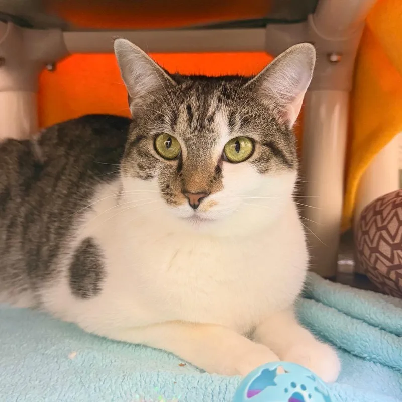 A young medium-sized male Black & White / Tuxedo Domestic Short Hair cat named Keys for adoption in Harrisonburg, VA