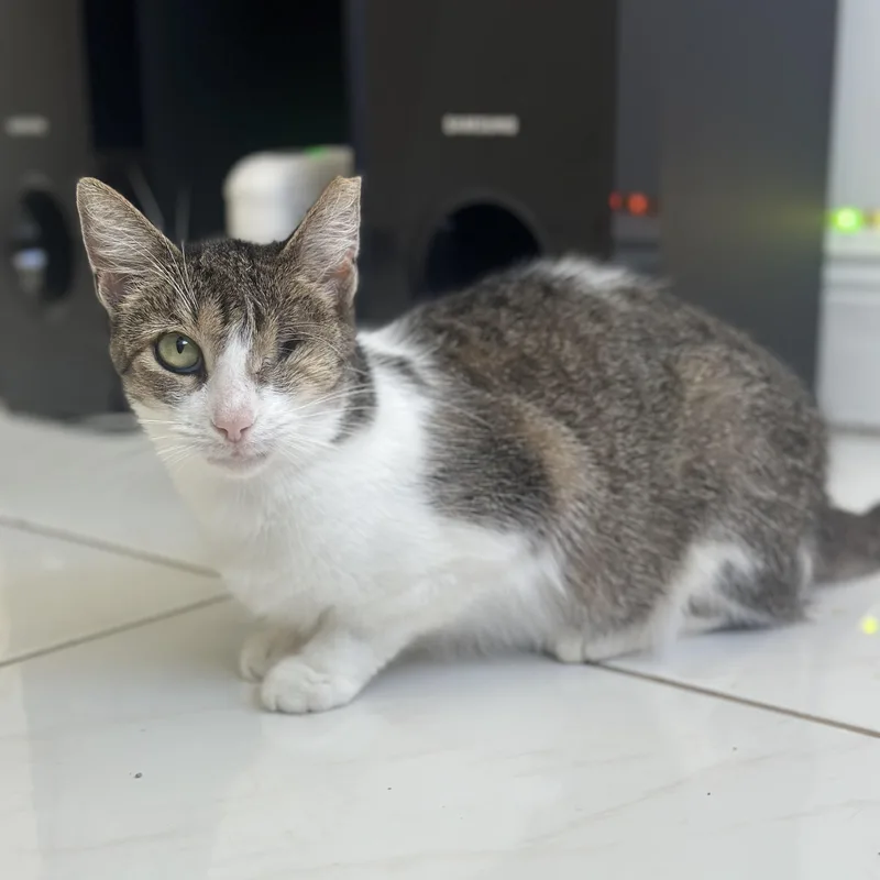 An adult medium-sized female Buff & White Domestic Short Hair cat named Minnie for adoption in Coconut Creek, FL