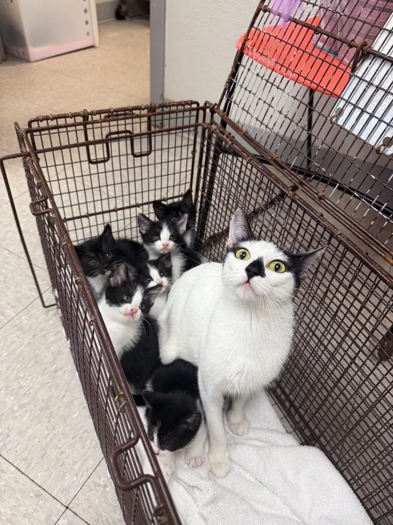 A young medium-sized female Domestic Short Hair cat named Aryna for adoption in Sorrento, LA