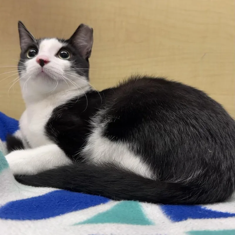 A baby small-sized male Domestic Short Hair cat named Owen for adoption in Panama City Beach, FL