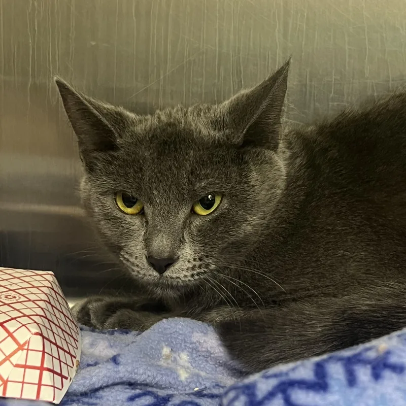 A young medium-sized female Domestic Short Hair cat named Clue for adoption in Mount Pleasant, MI