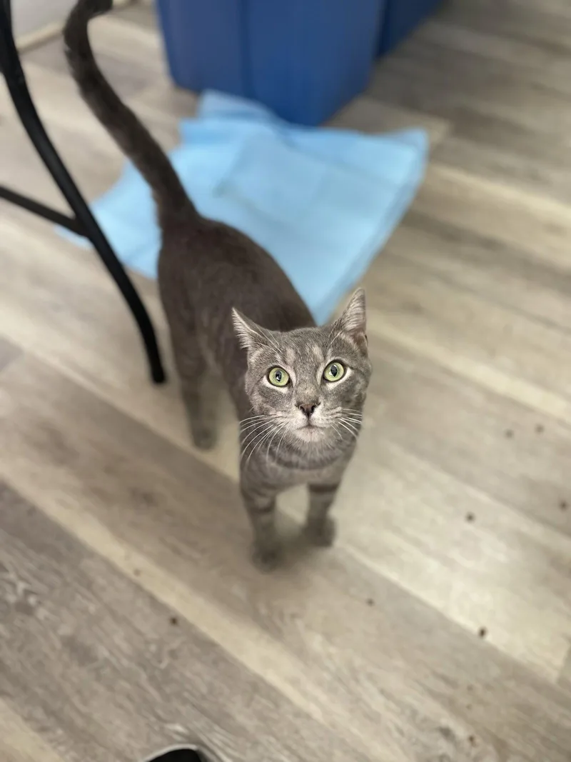 A young medium-sized male Domestic Short Hair cat named Burley for adoption in Trenton, NJ