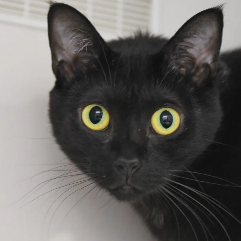 A young small-sized female Black Domestic Short Hair cat named Squeaks for adoption in Redwood City, CA