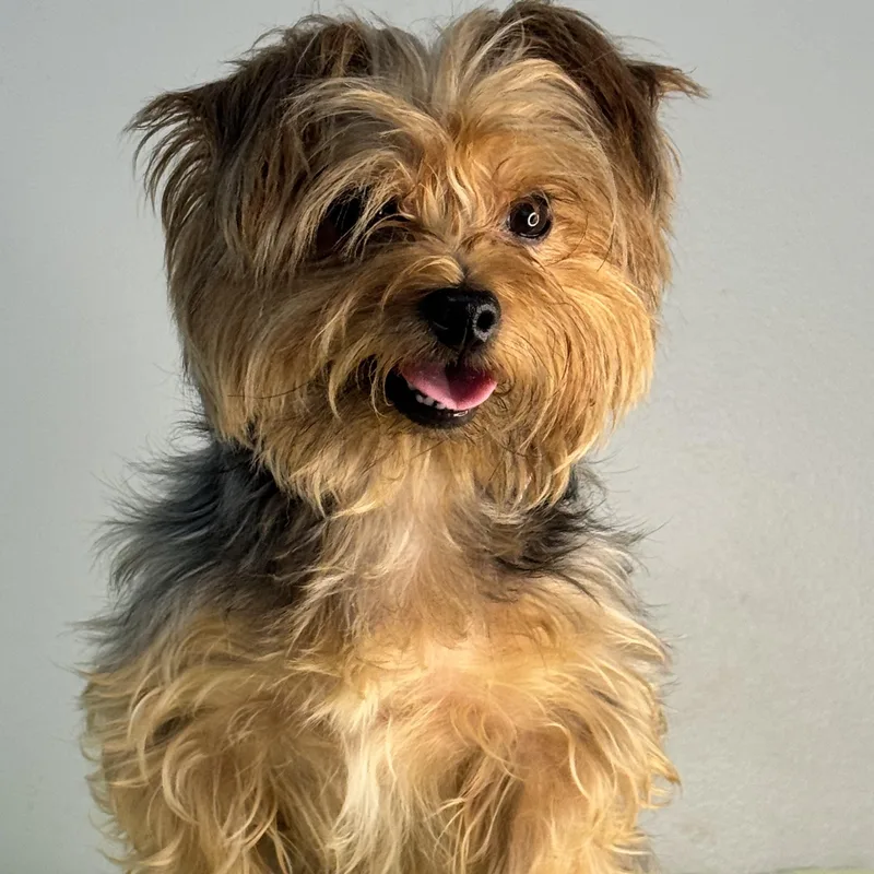 An adult small-sized male Gray / Blue / Silver Yorkshire Terrier dog named Scooby for adoption in Meherrin, VA