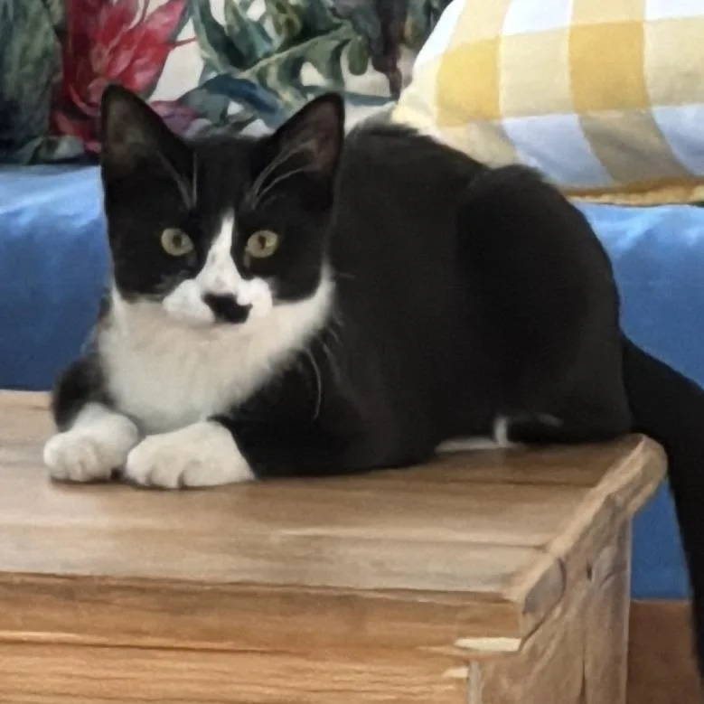 A young medium-sized male Black American Shorthair cat named Ghost for adoption in Freeport, FL